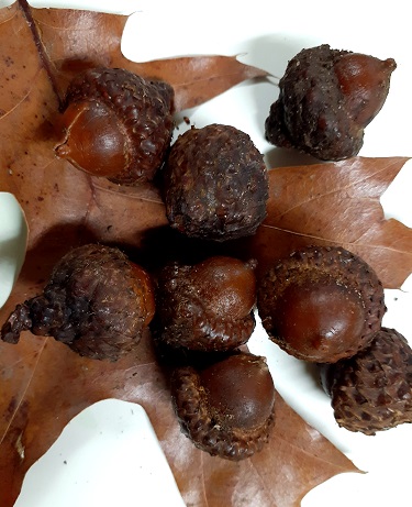 NORTHERN RED OAK SEEDS (Quercus rubra)