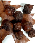 NORTHERN RED OAK SEEDS (Quercus rubra)