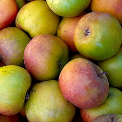 Malus domestica 'Honeycrisp' (Semi-Dwarf Apple)