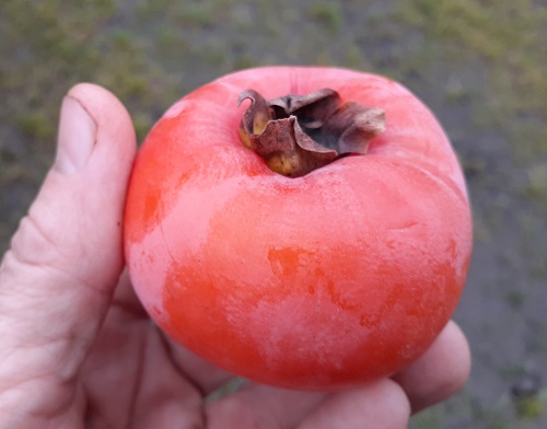 NIKITA'S GIFT (TM) AMERICAN PERSIMMON (Diospyrus kaki x virginiana)