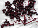 NOVA ELDERBERRY  (Sambucus canadensis)