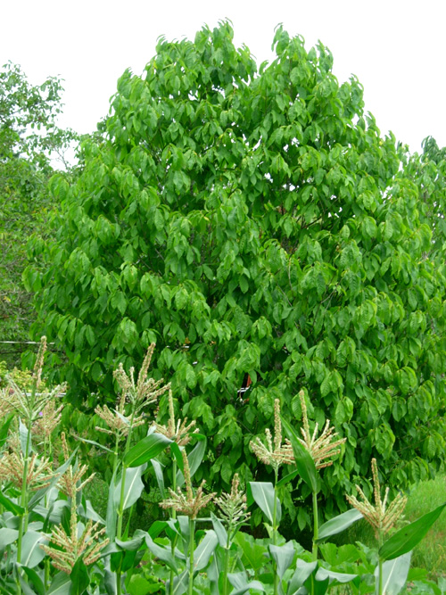 PENNSYLVANIA GOLDEN PAW PAW (Asimina triloba)