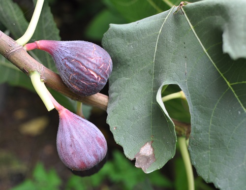 PASTILLIERE FIG (Ficus carica)