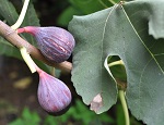 PASTILLIERE FIG (Ficus carica)