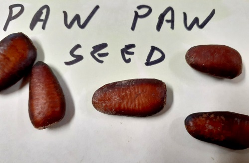 PAW PAW SEEDS (Asimina triloba)