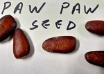 PAW PAW SEEDS (Asimina triloba)