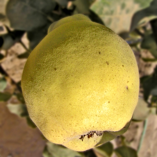 PINEAPPLE QUINCE (Cydonia oblonga)