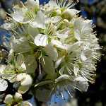 BROOKRED PLUM (Prunus salicina)