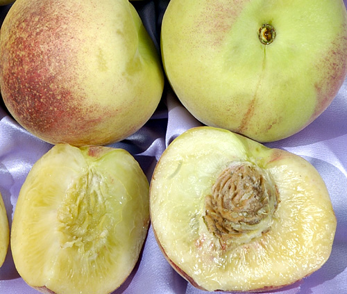SALISH SUMMER (Q-1-8) WHITE PEACH (Amygdalus persica)