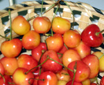 RAINIER CHERRY (Prunus avium)