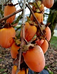 SAIJO ASIAN PERSIMMON (Diospyros kaki)