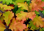 SCARLET OAK (Quercus coccinea)