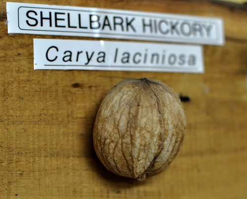 SHELLBARK HICKORY NUTS