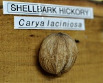 SHELLBARK HICKORY NUTS