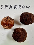 SPARROW BLACK WALNUT SEEDS (Juglans nigra)
