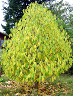 SUNFLOWER PAW PAW (Asimina triloba)