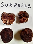 SURPRISE BLACK WALNUT SEEDS (Juglans nigra)