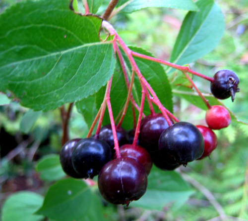 VIKING ARONIA (Aronia melanocarpa)