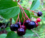 VIKING ARONIA (Aronia melanocarpa)