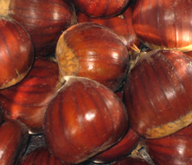 WHITTEN SOUTH CHESTNUT (European x American)