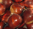WHITTEN SOUTH CHESTNUT (European x American)
