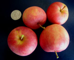 WHITNEY CRABAPPLE (Malus pumila)