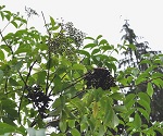 ADAMS ELDERBERRY (Sambucus canadensis)