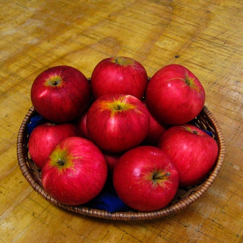 AKANE APPLE (Malus domestica)