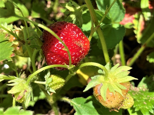 ALBION EVERBEARING STRAWBERRY (Fragaria sp.)