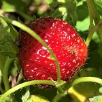 ALBION EVERBEARING STRAWBERRY (Fragaria sp.)