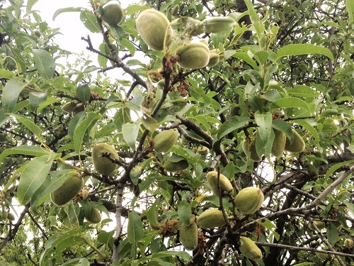 ALENIA (PRIMA) ALMOND (Prunus dulcis)