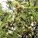 ALENIA (PRIMA) ALMOND (Prunus dulcis)