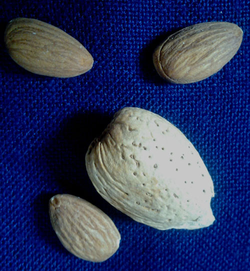 DESSERTNIY (BOUNTY) ALMOND (Prunus dulcis)