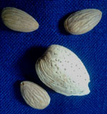 DESSERTNIY (BOUNTY) ALMOND (Prunus dulcis)