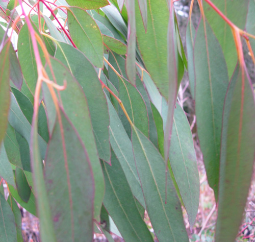 ALPINE SNOW GUM (Eucalyptus pauciflora sbsp. niphophila)