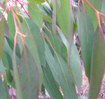 ALPINE SNOW GUM (Eucalyptus pauciflora sbsp. niphophila)