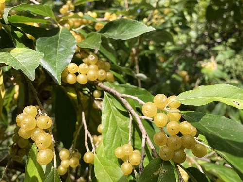 AMBER (tm) AUTUMN OLIVE (Elaeagnus umbellata)