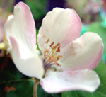 NORLAND APPLE (Malus domestica)