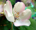 BROWN SNOUT CIDER APPLE(Malus domestica)