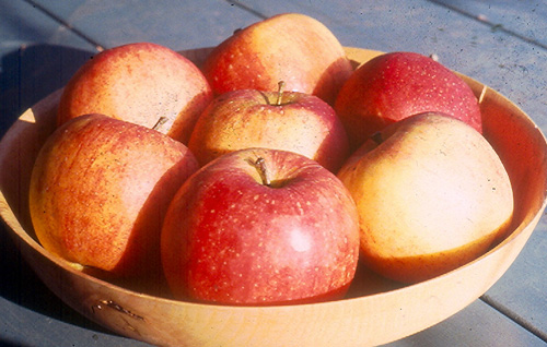 APPLE TREES - MYSTERY VARIETIES - SPECIAL SALE