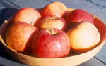 APPLE TREES - MYSTERY VARIETIES - SPECIAL SALE