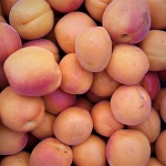 HARCOT APRICOT (Armeniaca vulgaris)