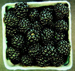 BLACK DIAMOND BLACKBERRY (Rubus spp.)