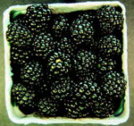 BLACK DIAMOND BLACKBERRY (Rubus spp.)
