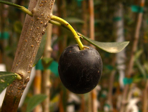 ARBEQUINA OLIVE TREE (Olea europaea)