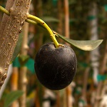 ARBEQUINA OLIVE TREE (Olea europaea)