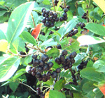 ARONIA SEEDLINGS (Aronia melanocarpa)