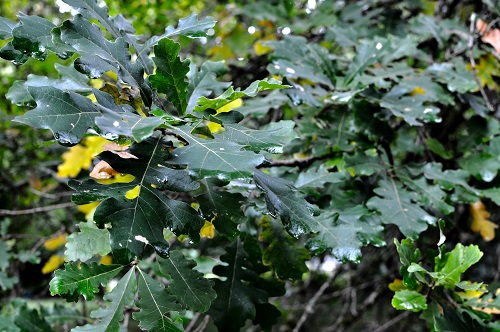 ASHWORTH BUR OAK (Quercus macrocarpa)