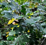 ASHWORTH BUR OAK (Quercus macrocarpa)