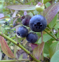 AURORA BLUEBERRY (Vaccinium corymbosum)
